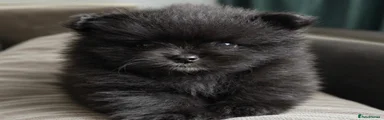 Pomeranian 1