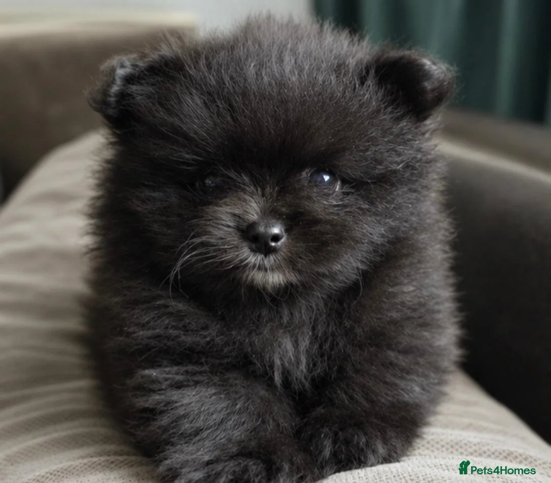 Pomeranian dogs for sale: Beautiful KC Registered Pomeranian Puppies in Dagenham - Advert 7