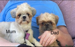 Shih Tzu dogs for sale: Beautiful Shih Zu Puppies  - Image 18