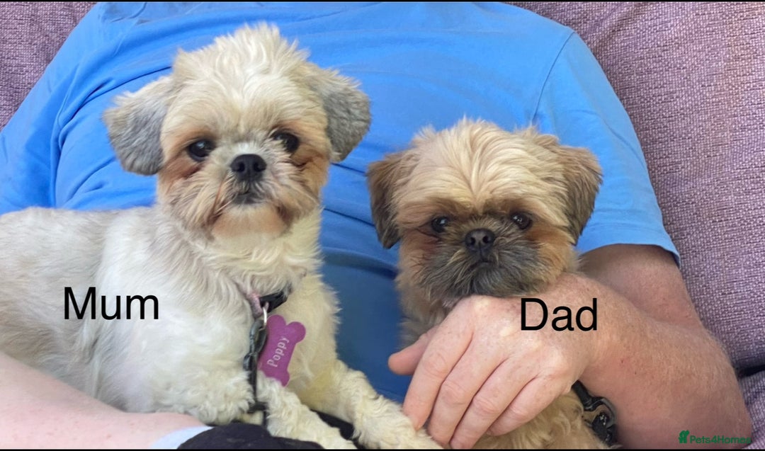 Shih Tzu dogs for sale: Beautiful Shih Zu Puppies  - Image 18