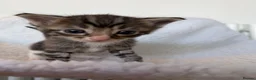 Ragcoon cats for sale: Beautiful Maine Coon × Ragdoll Kittens  - Advert 9