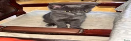 Russian Blue cats for sale: 🔥Adorable Russian blue x (LAST ONE!!!)🔥 - Advert 9
