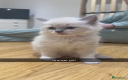 Ragdoll cats for sale: Ragdoll pure breed  - Image 4