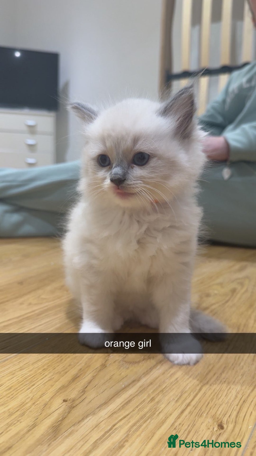 Ragdoll cats for sale: Ragdoll pure breed  - Image 4