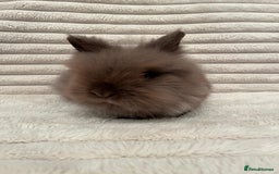Lionhead rabbits for sale: Chocolate lion head for sale  - Image 4