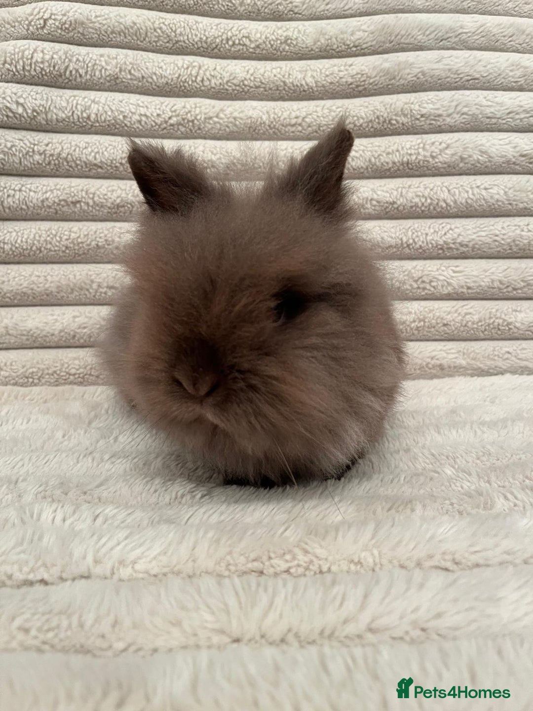 Lionhead rabbits for sale: Chocolate lion head for sale  - Image 4