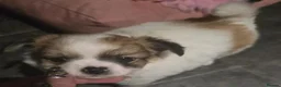 Chihuahua dogs for sale: Stunning long haired chihuahua - Advert 5