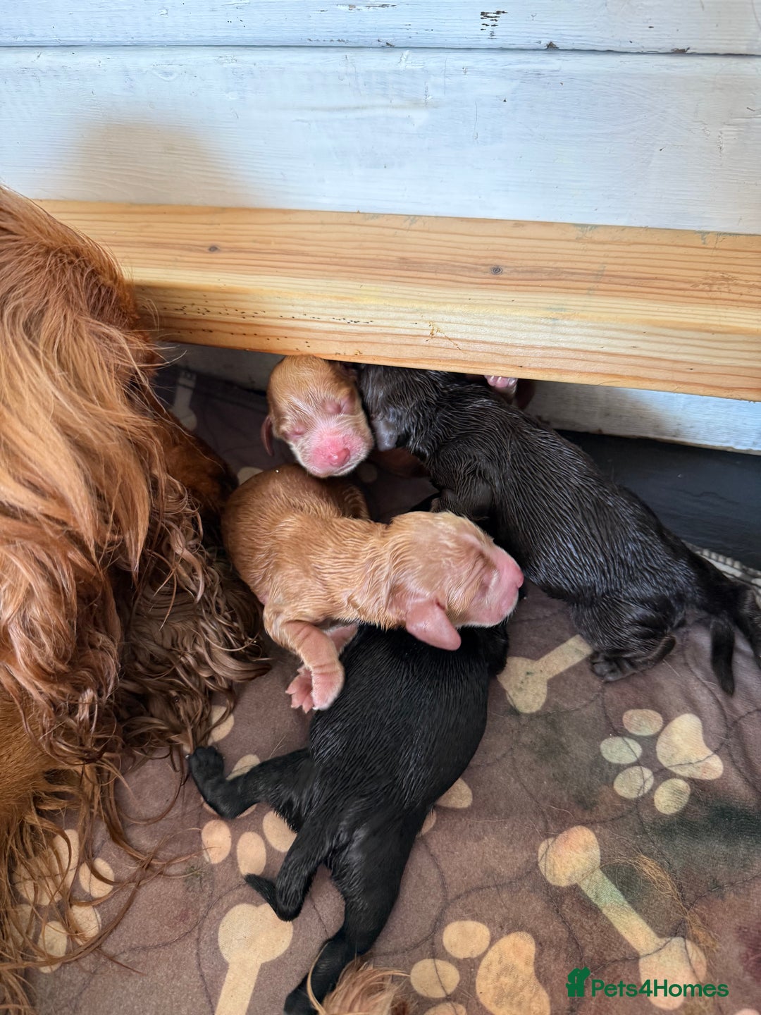 Cocker Spaniel dogs for sale: Cocker spaniel puppies for sale  - Image 25