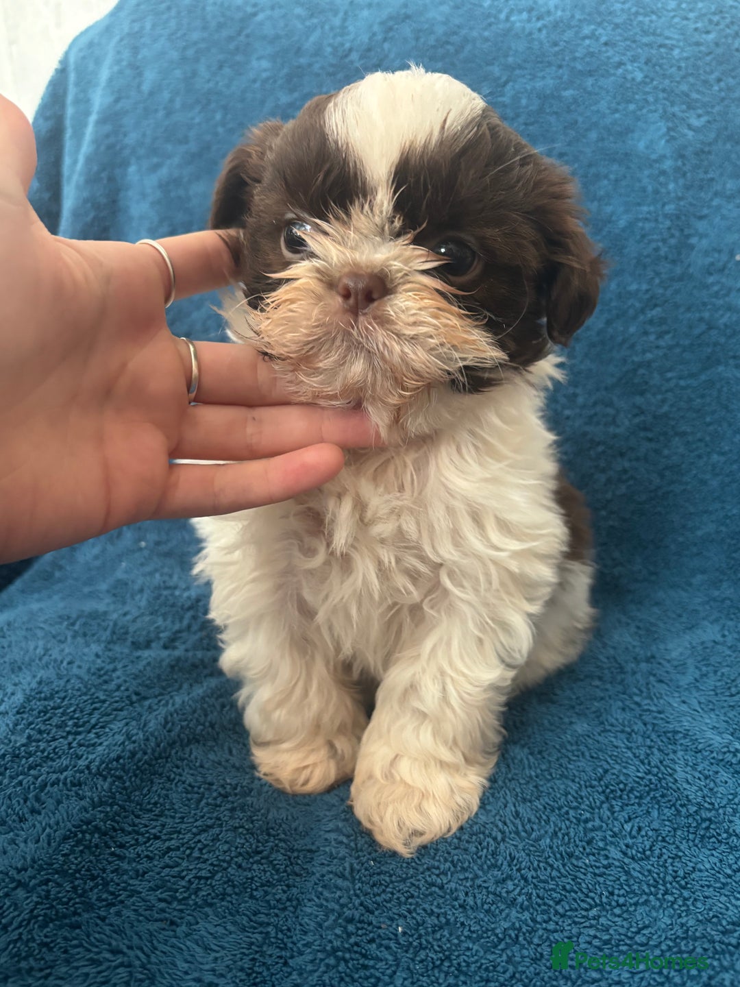 Shih Tzu dogs for sale: Beautiful Shih-zu puppies mixed colours ready soon - Image 9