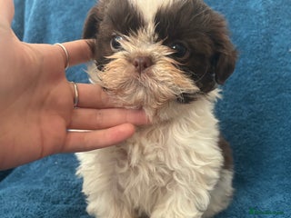 Shih Tzu dogs - Advert 18