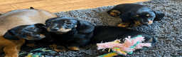 Miniature Dachshund dogs for sale: KC Reg. Miniature Smooth Haired Dachshund Puppies in Fordingbridge - Advert 14