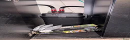 Cichlids fish for sale: 2 LARGE FISH TANKS AND SETUP - Advert 2