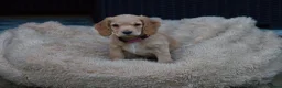 Cocker Spaniel dogs for sale: Gorgeous Working Cocker Spaniel Pups  - Advert 17