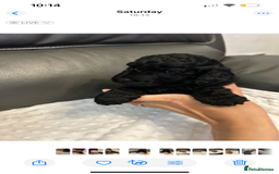 Cockapoo dogs for sale: Cockapoo puppies for Sale - Image 1