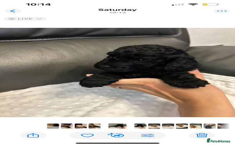 Cockapoo dogs - Advert 8