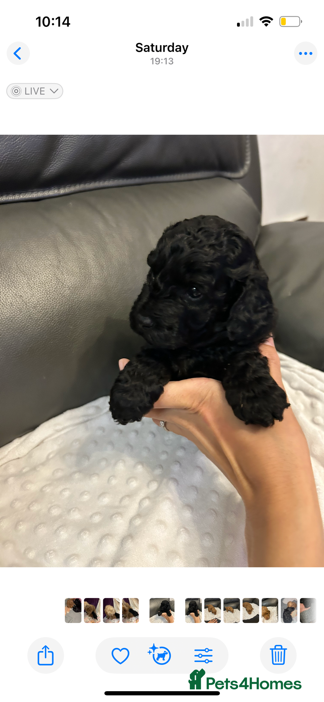 Cockapoo dogs for sale: Cockapoo puppies for Sale - Image 1