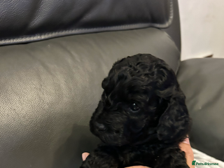 Cockapoo dogs for sale: Cockapoo puppies for Sale - Advert 1