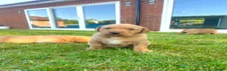 Labrador Retriever dogs for sale: Fox Red Labrador puppies with working lines in Horsham - Advert 4