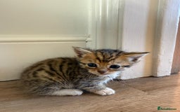 Mixed Breed cats for sale: Cute litter  - Image 6
