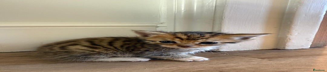 Mixed Breed Kitten 3