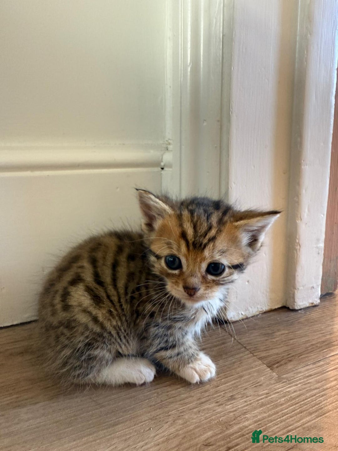 Mixed Breed cats for sale: Cute litter  - Image 6
