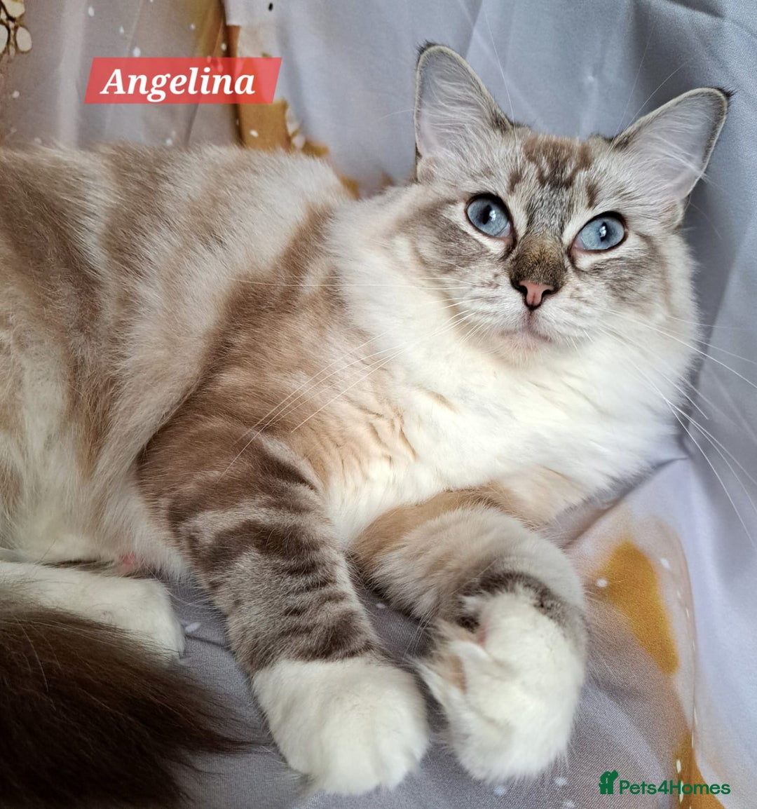 Ragdoll cats for sale: Exceptional bloodlines Ragdolls 💞💞 - Image 9