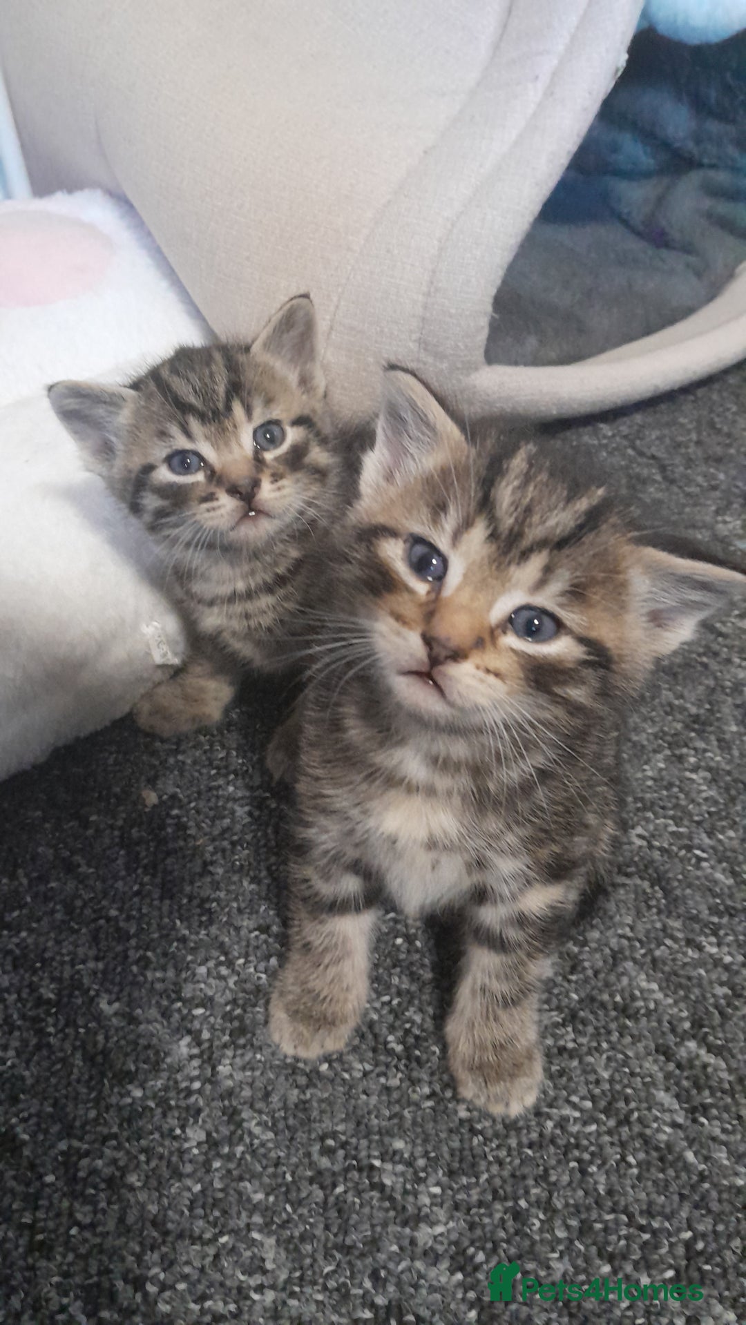 Mixed Breed cats for sale: Playful & cuddly Tabby-Bengal-Mix Kittens £200 - Image 10