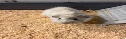 Guinea Pig rodents for sale: white and black guinea pig for sale  - Advert 9