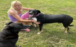 Mixed Breed dogs for adoption: Whiskey. Norwich Norfolk  - Image 9