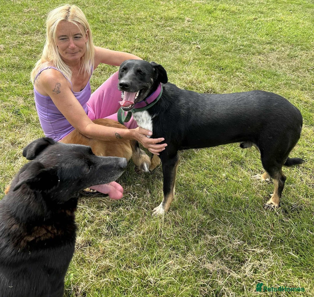Mixed Breed dogs for adoption: Whiskey. Norwich Norfolk  - Image 9