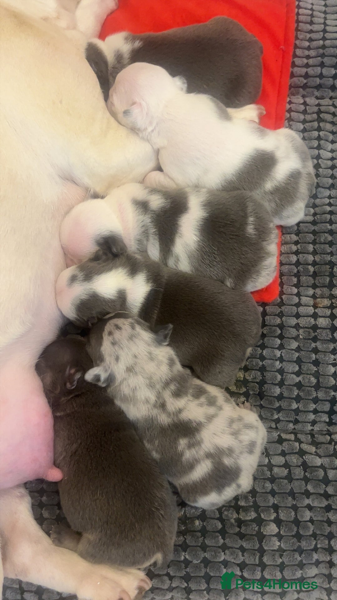 French Bulldog dogs for sale: 4 Panel Health Tested Parents  - Advert 4