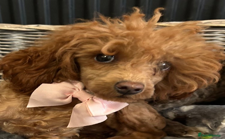 Toy Poodle dogs in Chichester - Advert 3