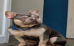 French Bulldog dogs for sale: BLUE & CREAM/TAN Isabella/pink carrying. - Image 30