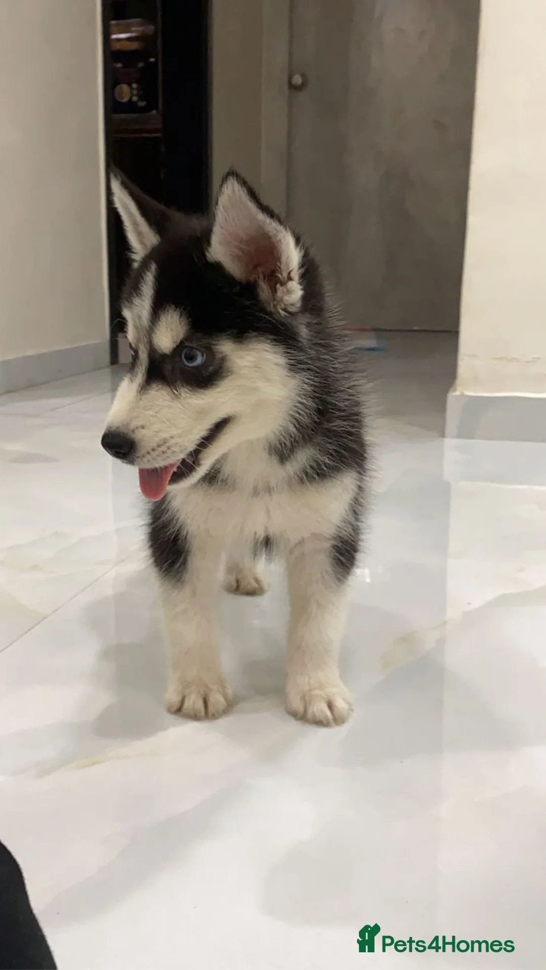Siberian Husky dogs for sale: Excellent Siberian Husky puppies in Dudley - Advert 2