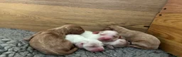 Cockapoo dogs for sale: Beautiful F2 cockapoo puppies for sale - Advert 10