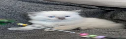Ragdoll cats for sale: GCCF REGISTERED RAGDOLL KITTENS - Advert 11