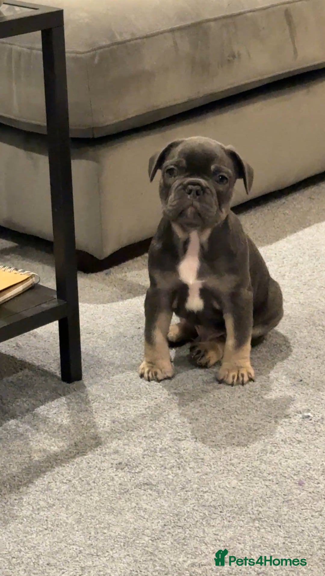 French Bulldog dogs for sale: French bulldogs ready for  **   **   - Advert 5