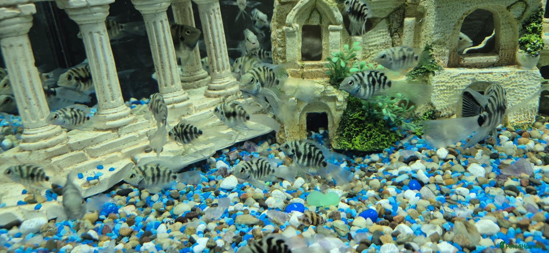 Cichlids fish Polar blue parrots - Advert 1