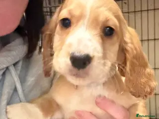 Cocker Spaniel dogs Working cocker spaniels - Advert 18