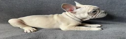 French Bulldog dogs for sale: KC Registered French Bulldogs Boys Ready Now in Borehamwood - Advert 5