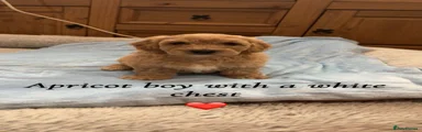 Cavapoo 2