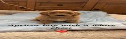 Cavapoo dogs for sale: Cavapoo puppies  in Durham - Advert 7