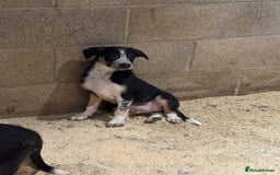 Border Collie dogs for sale: ISDS REGISTERED BORDER COLLIE PUPS - Image 5
