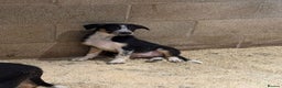 Border Collie dogs for sale: ISDS REGISTERED BORDER COLLIE PUPS - Advert 5