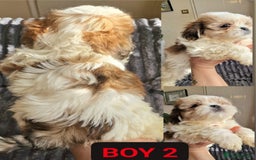Shih Tzu dogs for sale: 🐾 Amazing Purebred Shih Tzu Puppies Crawley 🐾 - Advert 4