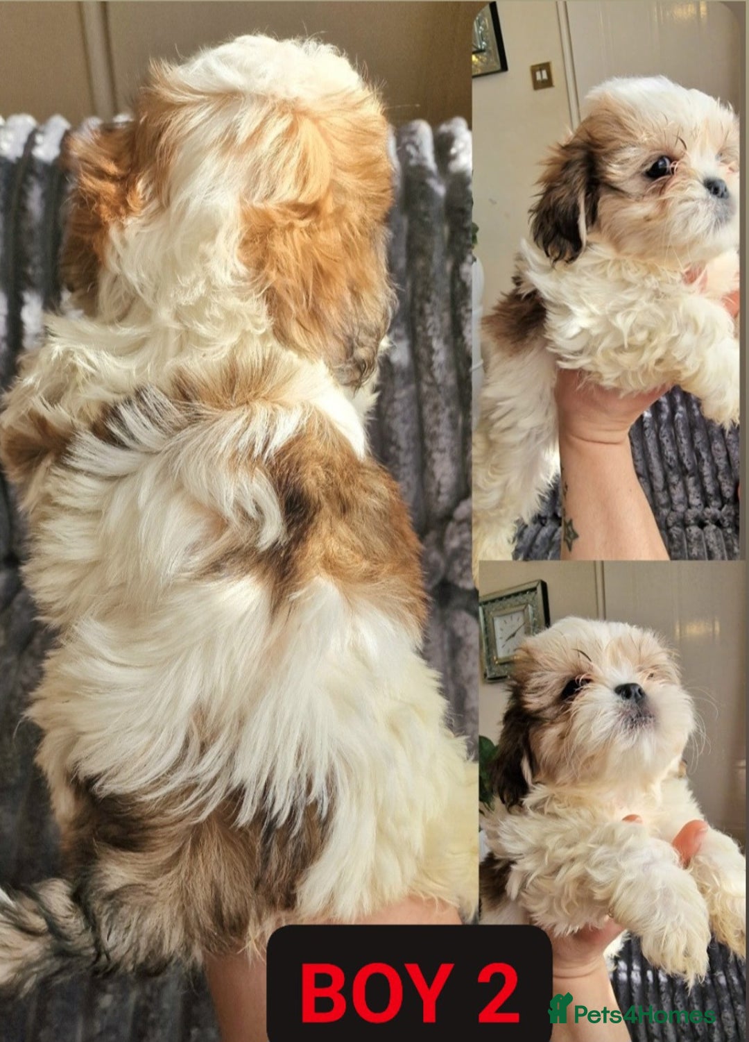 Shih Tzu dogs for sale: 🐾 Amazing Purebred Shih Tzu Puppies Crawley 🐾 - Advert 4