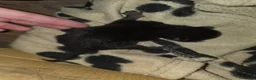 Mixed Breed cats for sale: 2 black kittens - Advert 6