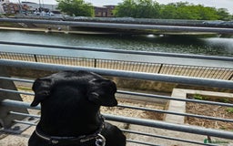 Cockerdor dogs for stud: 🐾 STUD AVAILABLE – Dylan the Cockador 🐾 - Image 9