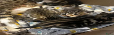 Domestic Shorthair 4