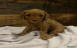 Cockapoo dogs for sale: Cockapoo F1B puppies - Advert 13